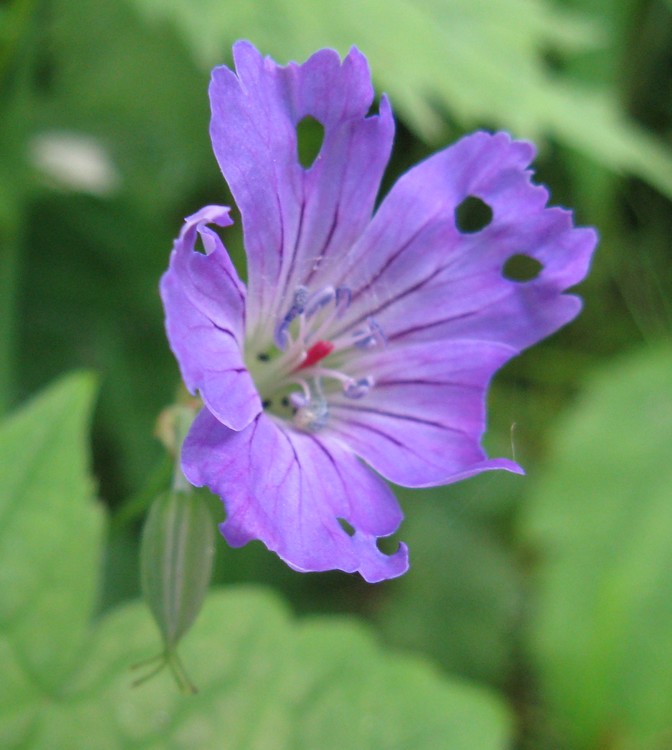 Geranium nodosum / Geranio nodoso